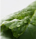 Sustainability leaf preview